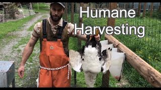 How to Pluck A Muscovy Duck  Humane Harvesting Guide [upl. by Rein]