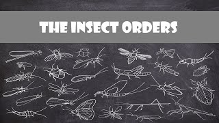 Defining Characteristics of the Insect Orders  Entomology [upl. by Haila787]