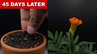 Marigold Growing From Seed  45 Days Time Lapse [upl. by Carin]