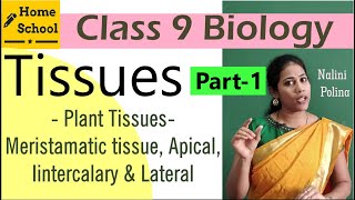 Tissues Class 9 Biology Part1 [upl. by Einatsed914]