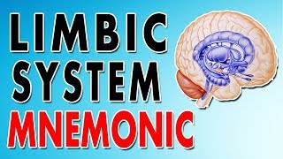 The limbic system [upl. by Enoval]