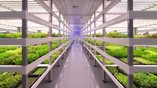 Growing Up How Vertical Farming Works [upl. by Euqirne366]