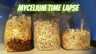 Mycelium Time Lapse [upl. by Goddord742]