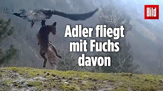 Norwegen Adler krallt sich einen Fuchs [upl. by Helbonia109]