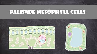 Palisade Mesophyll Cells  Cell Biology [upl. by Haianeb]