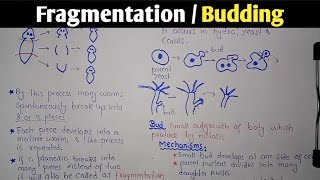 Fragmentation  Budding  Class 10 Biology [upl. by Irma403]