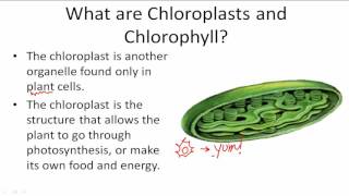 Functions of Chloroplasts and Chlorophyll [upl. by Yenruoc]