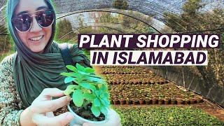 Plant Prices in Pakistan  Gardening Tips [upl. by Caravette]