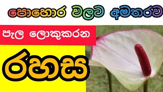 anthurium wagawa sinhala ඇන්තූරියම් වගාව ඇන්තූරියම් පොහොර [upl. by Suoiradal]