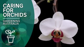 How to keep orchids flowering [upl. by Giulietta]