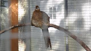 Female Lady Amherst Pheasant calling [upl. by Feenah]