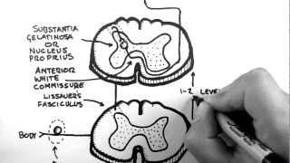 Spinal Pathways 3  Spinothalamic Tract [upl. by Eigram]