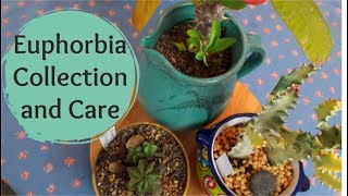 Euphorbia Collection and Care Tips [upl. by Efeek]