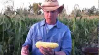 How to shuck corn quickly and easily [upl. by Nalniuq]