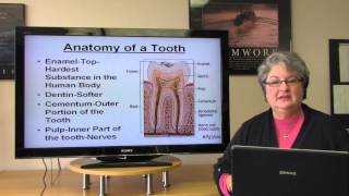 Basic Dental Terminology [upl. by Joycelin432]