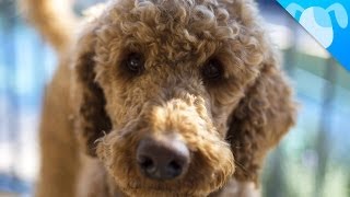 Labradoodle Facts [upl. by Stephi]