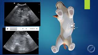 Ultrassonografia Veterinária  entenda a tela do ultrassom [upl. by Selby]