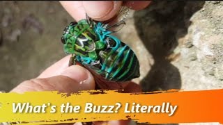 How Do Cicadas Make their Sounds [upl. by Enimrac456]