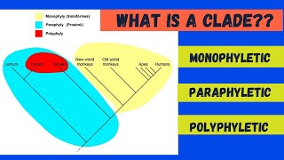 Monophyletic Paraphyletic and Polyphyletic [upl. by Esiuole]