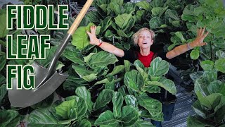 Fiddle Leaf Fig Repotting  Basic Care Tips  Ficus Lyrata 🌱 [upl. by Barstow]