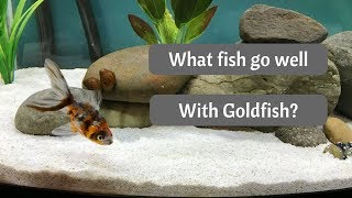 Goldfish Tankmates [upl. by Shelagh]