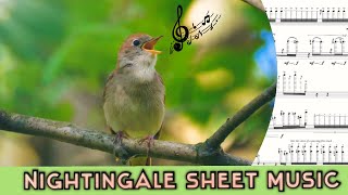 Common Nightingale Song in Sheet Music [upl. by Birdie]