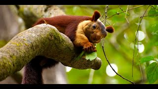 The Malabar Giant Squirrel [upl. by Dever]