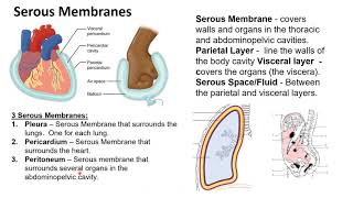 Chapter 1I Serous Membranes [upl. by Qahsi]