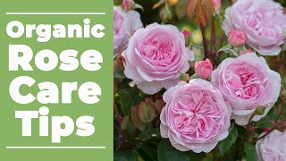 🌹 Organic Rose Care Tips 🌹 [upl. by Brie]