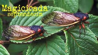 Cicadas 2024 what will they sound like [upl. by Crowell]