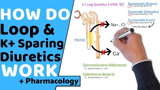 How do Loop amp Potassium Sparing Diuretics Work  Pharmacology [upl. by Dianuj]