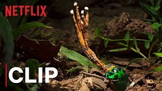 Our Planet  Fungus  Clip  Netflix [upl. by Isyad]