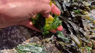 How to harvest seaweed in the Pacific Northwest [upl. by Egin]