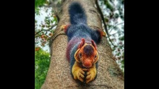 Indian giant squirrel  Malabar giant squirrel Ratufa indica [upl. by Leiand]