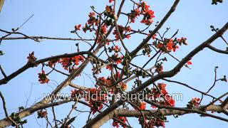 Bombax ceiba  Silk Cotton tree [upl. by Sonja945]