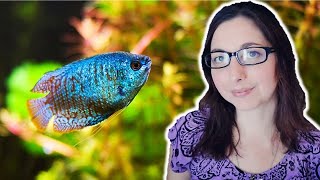 DWARF GOURAMI CARE GUIDE 🐟 Basic Care For The Dwarf Gourami [upl. by Khanna]