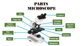 Microscope Types Parts and Function [upl. by Alled211]