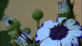 Garden Cineraria flowers with bugs aplenty [upl. by Atekihs]