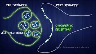 Toxicology of Acetylcholinesterase Inhibitors I  Neurotransmission [upl. by Orodisi]