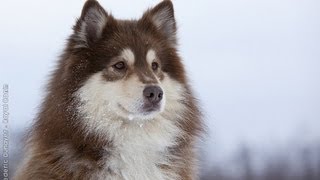 Lapinkoira  Finnish Lapphund [upl. by Dlonyer918]