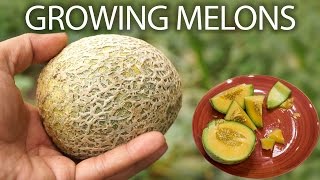 How to grow cantaloupe or musk melon or honeydew melons [upl. by Ocin581]