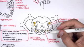 Neurology  Motor Pathways [upl. by Ellek]