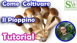 Come coltivare i funghi Pioppini [upl. by Oliva]