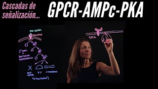 Señalización intracelular I GPCR  AMPc PKA [upl. by Arihsa]