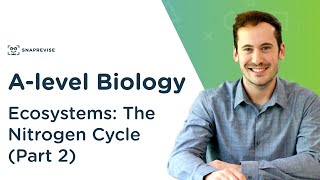 Ecosystems The Nitrogen Cycle  Alevel Biology  OCR AQA Edexcel [upl. by Atinaj934]