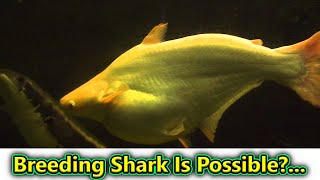 Can We Breed Shark At Home  Fish Aquarium Tamil [upl. by Noirb]