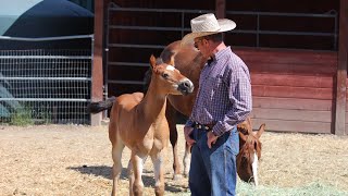 Touching a Foal that quotcantquot be Touched [upl. by Maridel924]