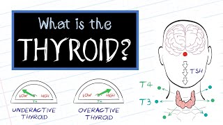 Hyperthyroidism  Hyperthyroid Endocrine Nursing Symptoms Treatment Pathophysiology NCLEX [upl. by Athey]