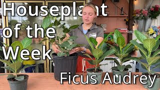 Ficus Audrey  Houseplant of the Week [upl. by Yerroc]