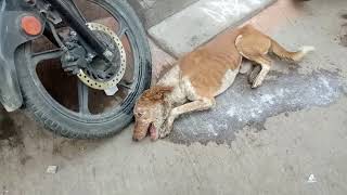 Rabies Dog at Hyderabad [upl. by Edals]